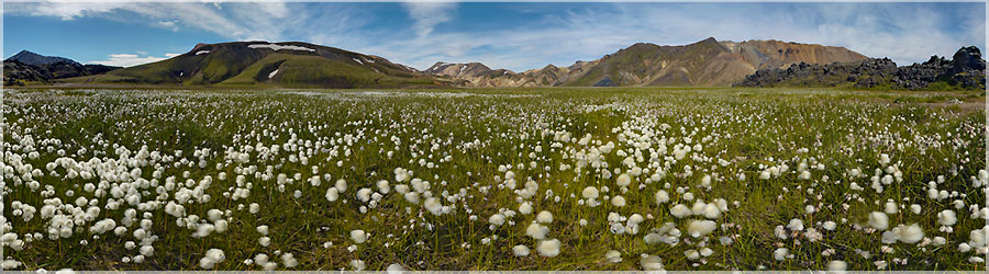Petite pause dans les fleurs de Landmannalaugar Nous dcidons de repartir pour une rando  la journe : la tente et tout le matriel de camping resteront  Landmannalaugar !  www.360x180.fr Selme Matthieu